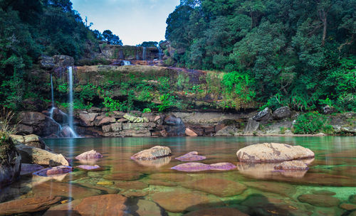 Scenic view of river in forest