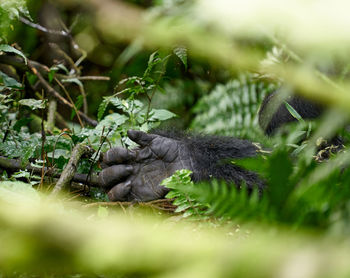 Lizard on a land