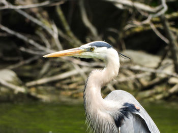 Side profile of a blue heron 