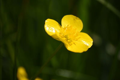 Close-up of yellow flower blooming outdoors