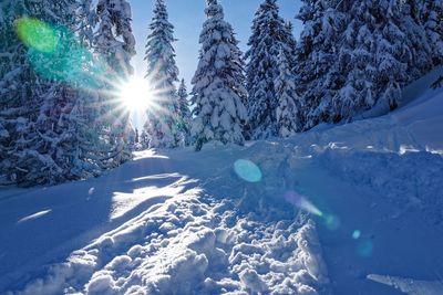 Snow covered trees against bright sun