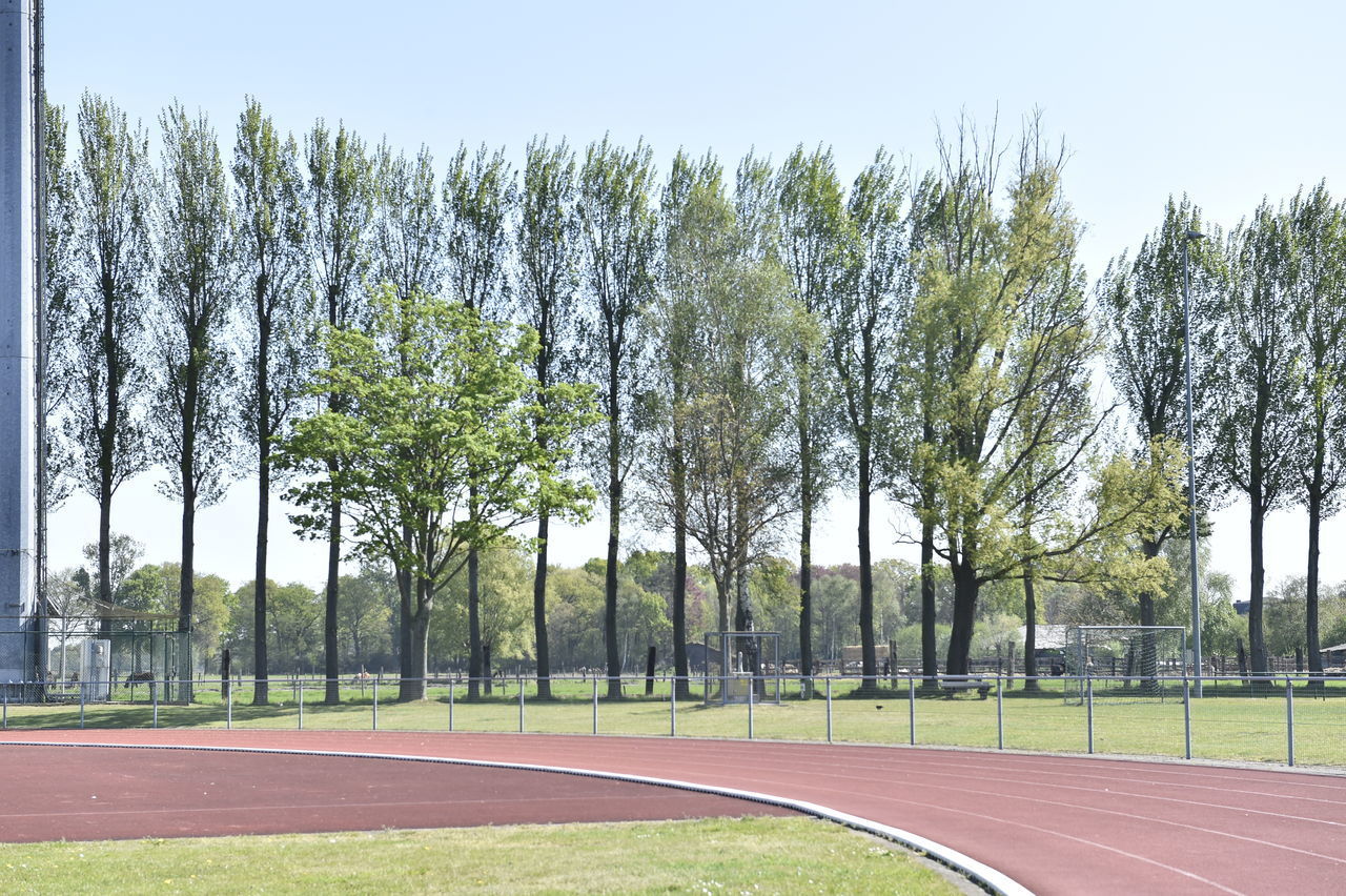 TREES GROWING ON FIELD AGAINST SKY