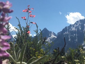 Plants against sky