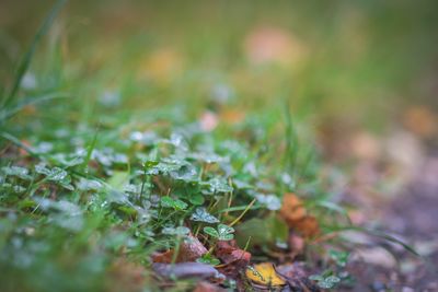 Close-up of fresh green plant