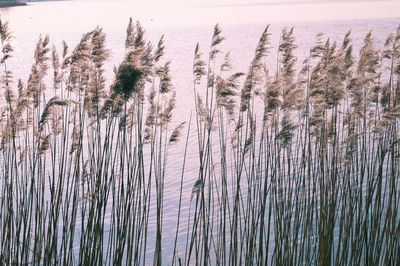 Plants growing in water