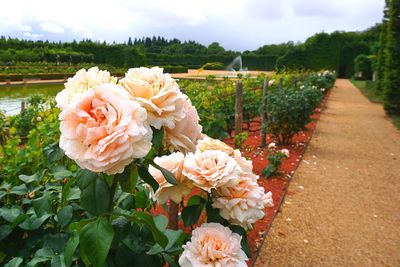 Close-up of roses blooming against sky