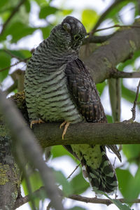 Low angle view of eagle perching on branch