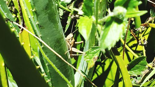 Close-up of insect on plant