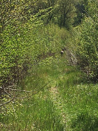 View of an animal in forest