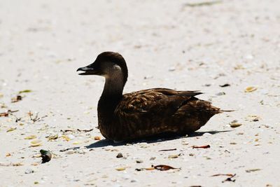 Close-up of birds