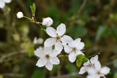 Close-up of white cherry blossoms in spring