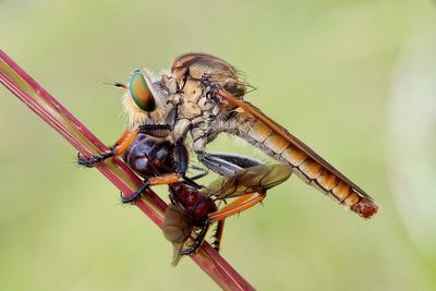 Close-up of insect