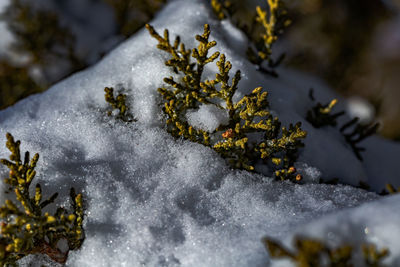 Close-up of frozen plant on snow covered land