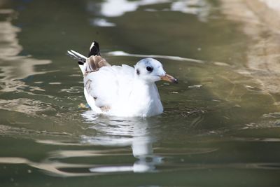 Seagull swimming in lake