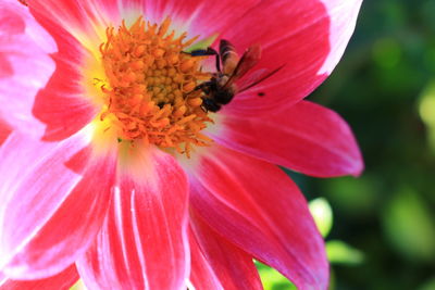 Close-up of bee on flower