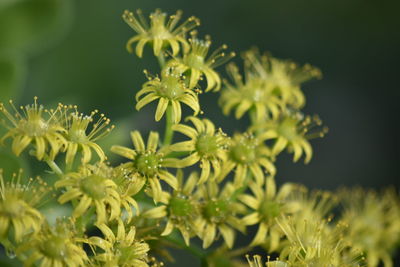 Close-up of yellow flowering plant