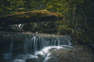 Scenic view of waterfall in forest