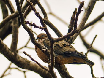 Low angle view of bird perching on branch