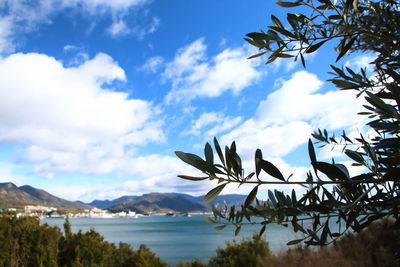 Scenic view of trees against sky