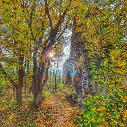 Trees in forest during autumn