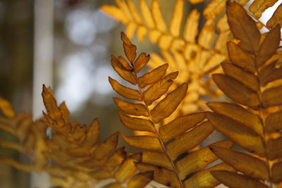 Close-up of plant