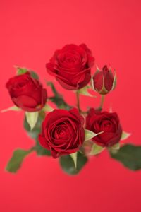 Close-up of roses against red background