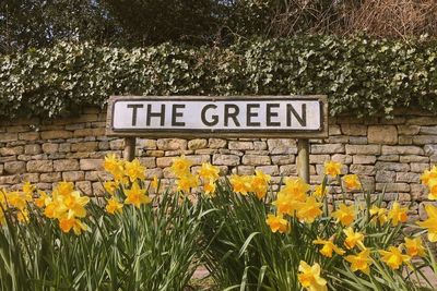 Sign amidst yellow daffodils in garden