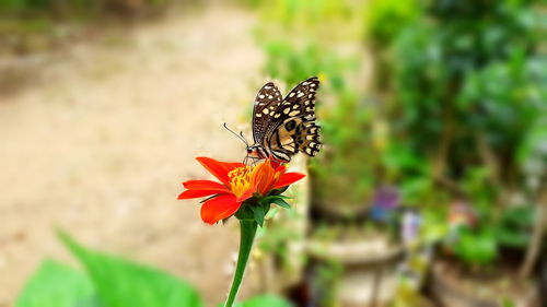 Butterfly on flower