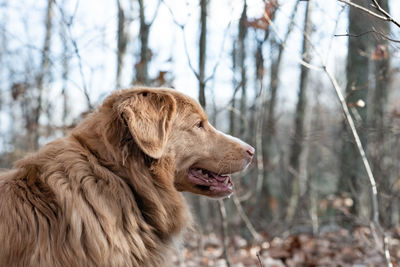 High angle view of golden retriever on land