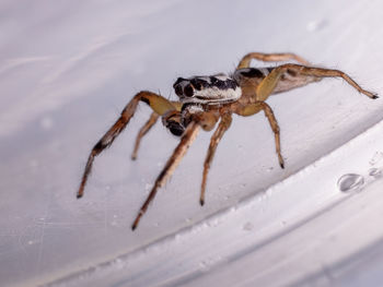 Close-up of spider