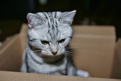 Close-up portrait of a cat