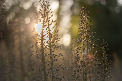 Close-up of flowering plant on land