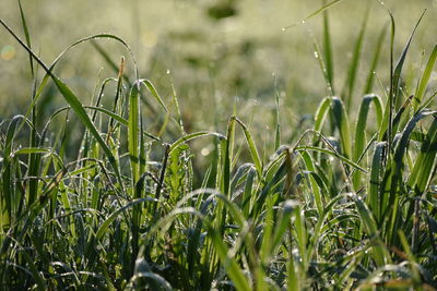 Close-up of wet grass on field