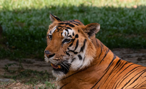 Close-up of a cat looking away