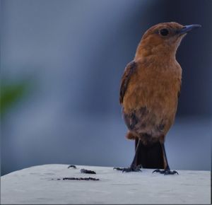 Close-up of bird perching on a table