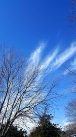 Low angle view of bare trees against blue sky