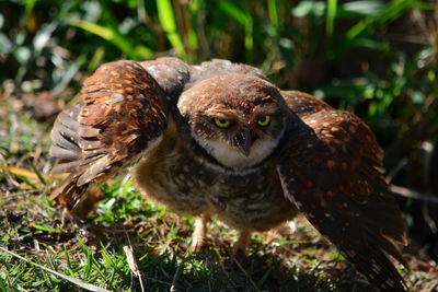 Close-up of owl on field