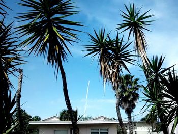 Low angle view of palm trees