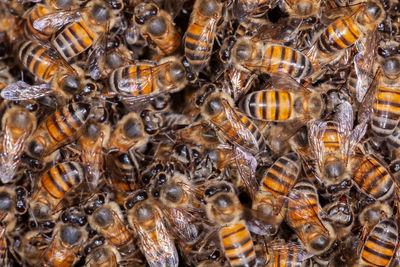 Close-up of bee on the sea