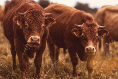 Portrait of cows on field