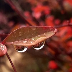 Close-up of water drops on plant