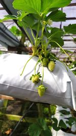 Close-up of white flowering plant