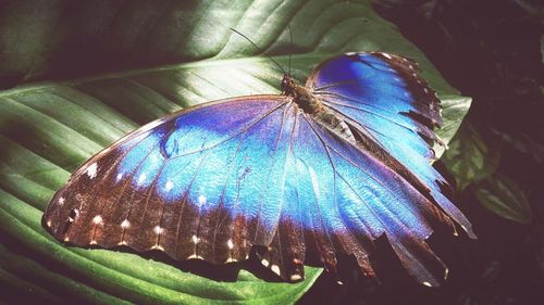 Close-up of butterfly on leaf