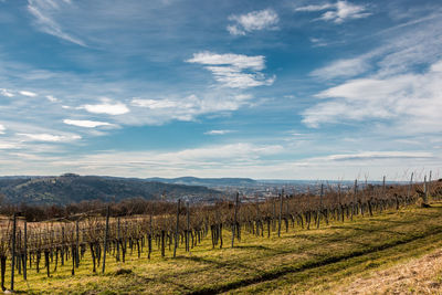 Scenic view of vineyard against sky
