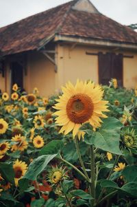 Close-up of sunflower against house