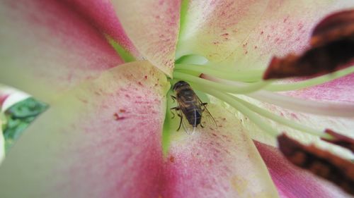 Macro shot of pink flower