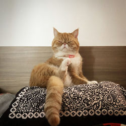 Portrait of cat relaxing at home