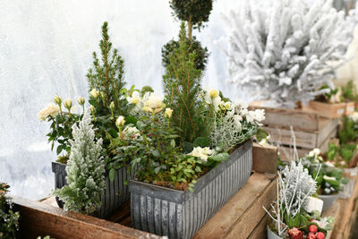 Close-up of potted plant