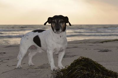 Portrait of dog standing on beach