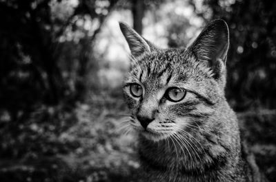 Close-up portrait of a cat